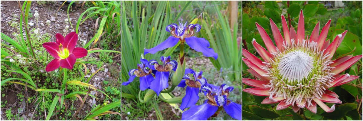 LavenderFieldsFlowers