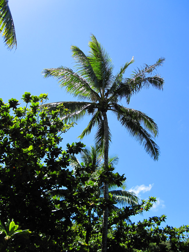 PalmTree_BlackSandBeach