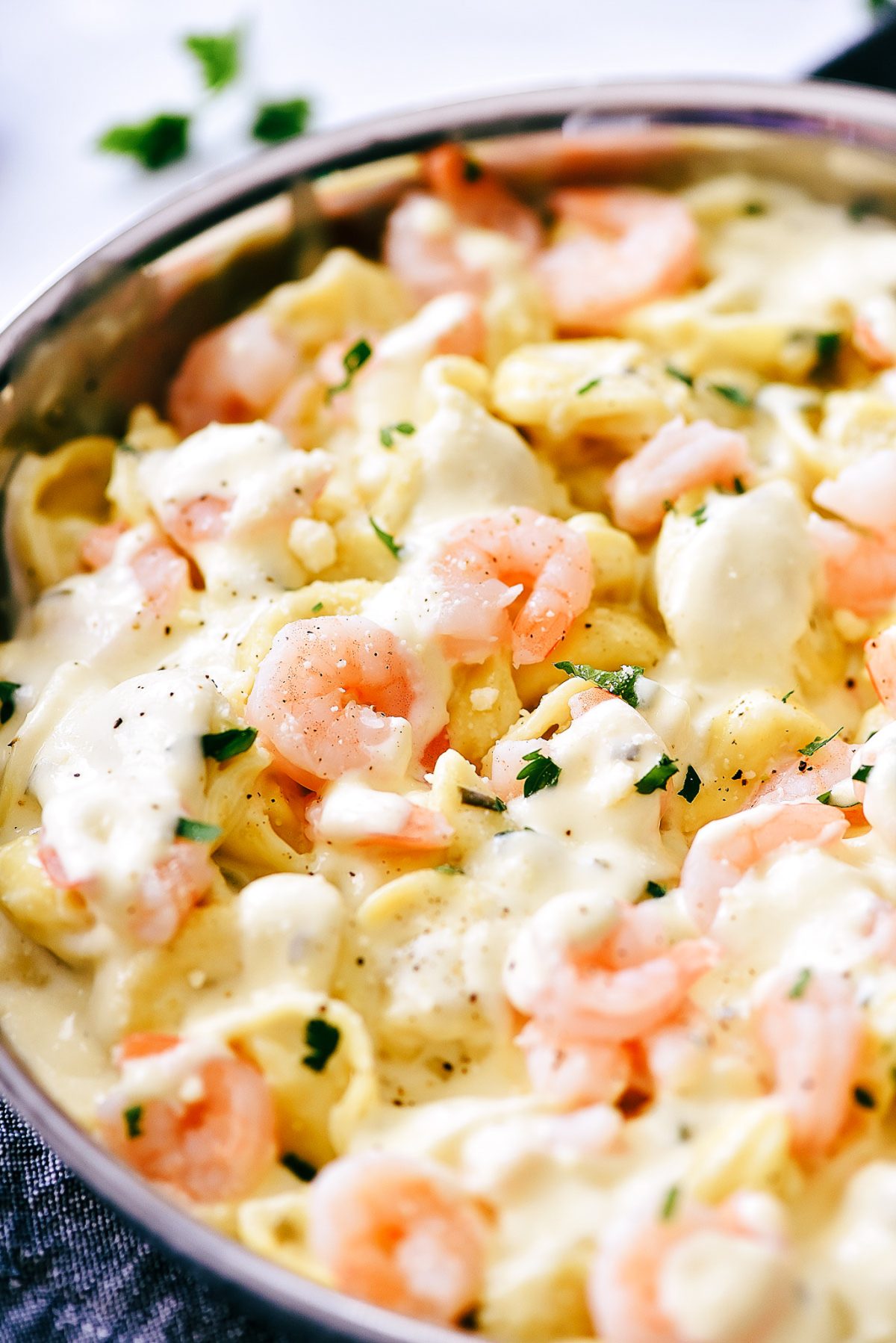 Shrimp Alfredo